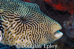 rather large puffer fish, on the last day of diving by Douglas Epley 